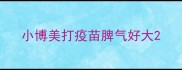 小博美打疫苗脾气好大