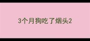 3个月狗吃了烟头