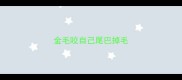 金毛咬自己尾巴掉毛