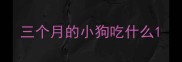 三个月的小狗吃什么