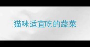 猫咪适宜吃的蔬菜