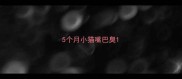 5个月小猫嘴巴臭