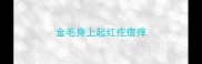 金毛身上起红疙瘩痒