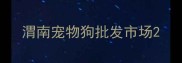 渭南宠物狗批发市场