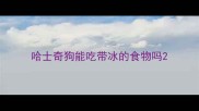 哈士奇狗能吃带冰的食物吗