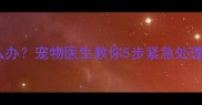 拉布拉多误食硫磺皂怎么办宠物医生教你5步紧急处理法附家庭急救指南