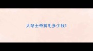 大哈士奇剪毛多少钱