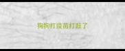 狗狗打疫苗打鼓了