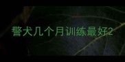 警犬几个月训练最好