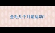 金毛几个月能运动