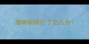 猫咪眼睛烂了怎么办