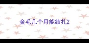 金毛几个月能结扎