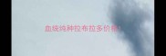 血统纯种拉布拉多价格