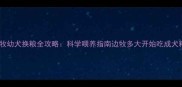 边牧幼犬换粮全攻略科学喂养指南边牧多大开始吃成犬粮