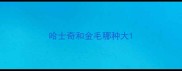 哈士奇和金毛哪种大