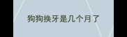 狗狗换牙是几个月了