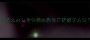 幼犬牙齿尖锐怎么办专业兽医教你正确磨牙方法与注意事项