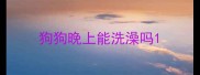狗狗晚上能洗澡吗