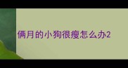 俩月的小狗很瘦怎么办