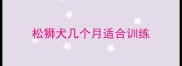 松狮犬几个月适合训练