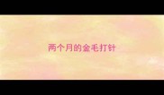 两个月的金毛打针