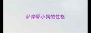 萨摩耶小狗的性格