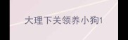 大理下关领养小狗