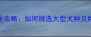 哈士奇饲养全攻略如何挑选大型犬种及购买渠道推荐