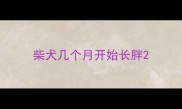 柴犬几个月开始长胖
