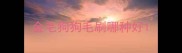 金毛狗狗毛刷哪种好
