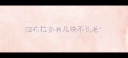拉布拉多有几块不长毛