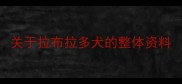 关于拉布拉多犬的整体资料