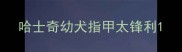 哈士奇幼犬指甲太锋利