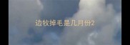 边牧掉毛是几月份