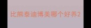 比熊泰迪博美哪个好养
