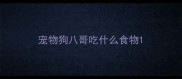 宠物狗八哥吃什么食物