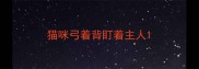 猫咪弓着背盯着主人