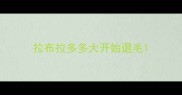 拉布拉多多大开始退毛