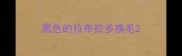 黑色的拉布拉多换毛