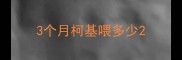 3个月柯基喂多少