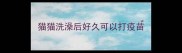 猫猫洗澡后好久可以打疫苗