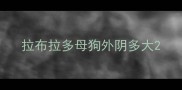 拉布拉多母狗外阴多大