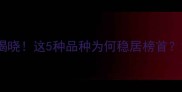 美国金毛犬人气排名揭晓这5种品种为何稳居榜首深度背后的养宠趋势