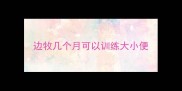 边牧几个月可以训练大小便