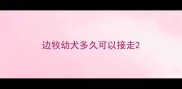 边牧幼犬多久可以接走