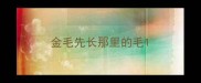 金毛先长那里的毛