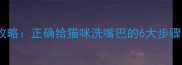 猫咪清洁全攻略正确给猫咪洗嘴巴的6大步骤与注意事项