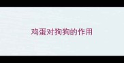 鸡蛋对狗狗的作用