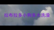 拉布拉多小狗多大洗澡
