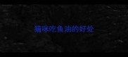 猫咪吃鱼油的好处